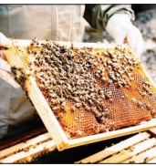 beekeeping_1  H